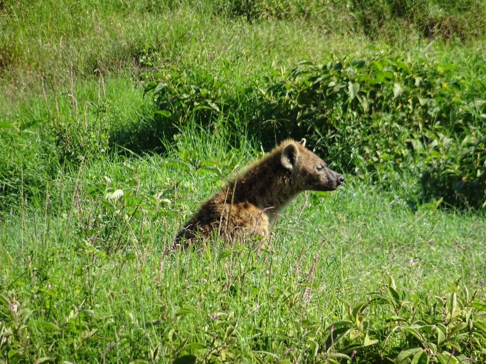 Pour l'amour du risque
