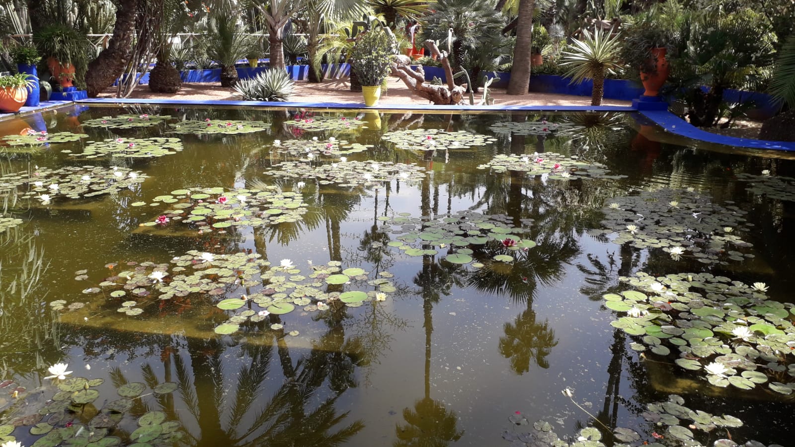 Le Jardin Majorelle de Marrekech