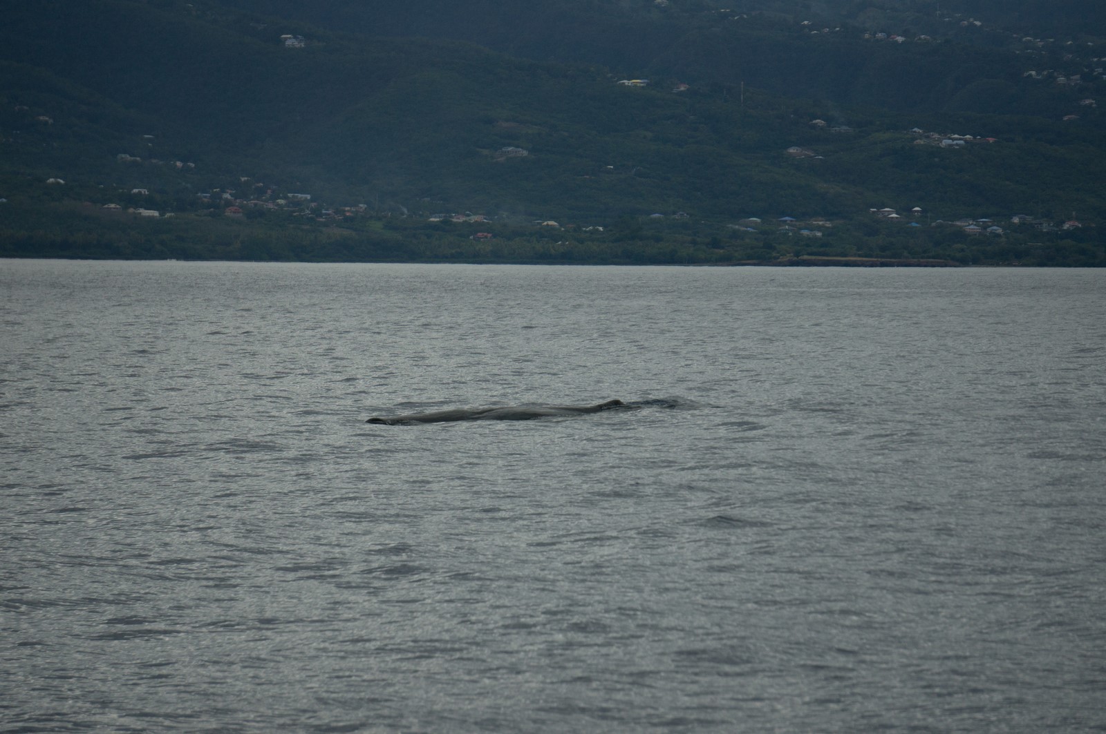 À la découverte des cétacés