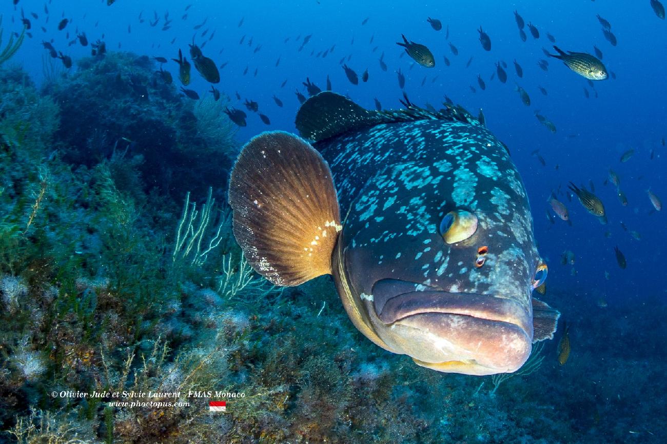 Port-Cros (Parc National)